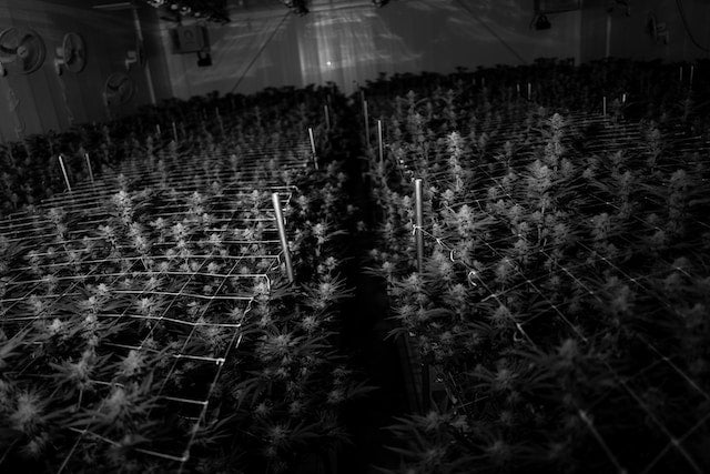 How to Build Your Own Grow Room in the Garage or Shed?